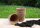 Kokos-Anzuchttopf rund, 6cm, 10er Set