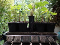 Bewässerungssystem für Saatgutschalen, recyc. rostfreier Edelstahl